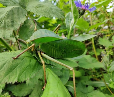 siliquofera grandis katydid