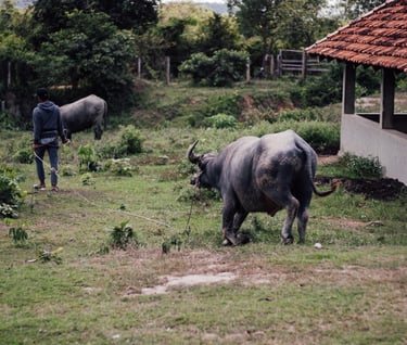 a man walking through a field with two bulls