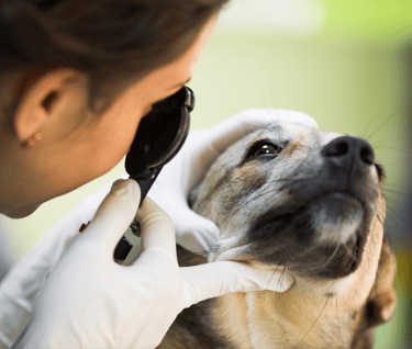  TKEL veterinario a domicilio  en Espartinas Sanlúcar umbrete olivares salteras valencina de la concepción tomares Gines Borm