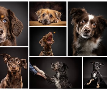 Dog photography professional photos in a collage