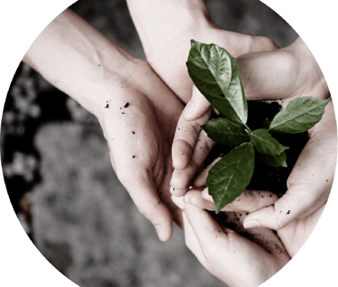 two hands holding a plant with a plant in the middle