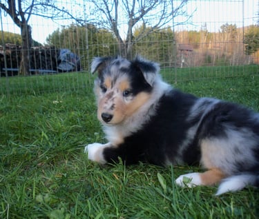 Blue Merle Puppy, Sport Dog, Agility Prospect
