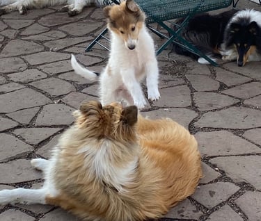 White Rough Collie puppy playing pounce, Platte Valley Kennel Club, White Rough Collie