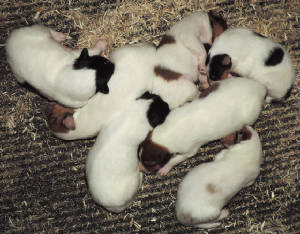 White Collies, Pure-bred dogs, Purebred dogs, Nebraska