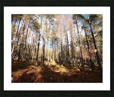 Pine forest in winter framed print