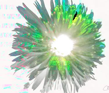 Digital image of an artistic Daisy flower.  