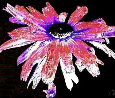 Digital Image of a photographic Daisy flower in distressed shades of red, white and black.