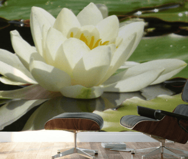Living room wall mural of a single blooming Water Lily floating on water in summer 