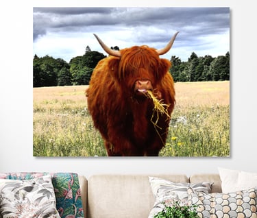 Highland Cow standing in field eating hay.