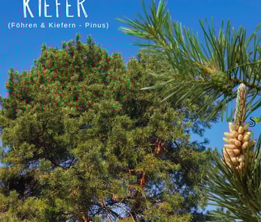 Kiefern und Föhren in der Baumheilkunde