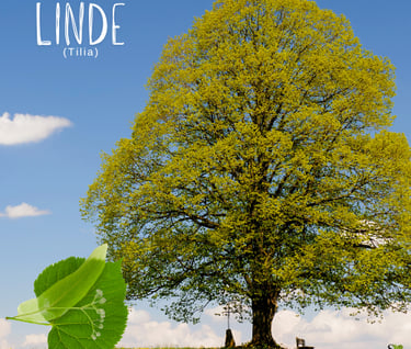 Linde - Baumheilkunde