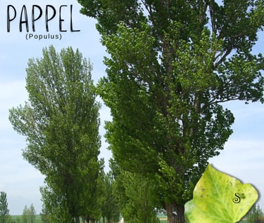 Pappel in der Baumheilkunde