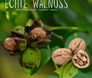 Echte Walnuss - Walnussbaum in der Baumheilkunde