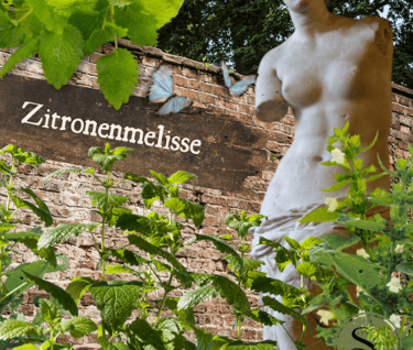 Zitronenmelisse in der TEM