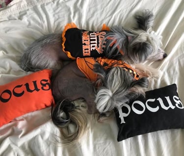 Chinese Crested puppies near me