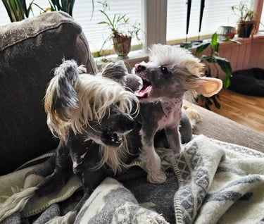 Chinese Crested dog near me
