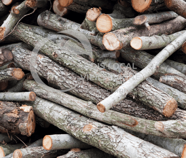 morceaux de troncs fins coupés