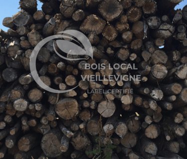 tas de troncs coupés