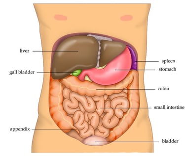 liver