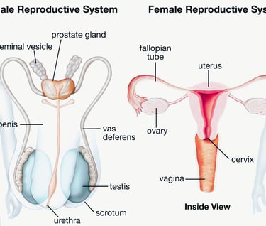 prostate