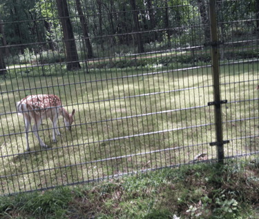 a couple of deer in a fenced in area
