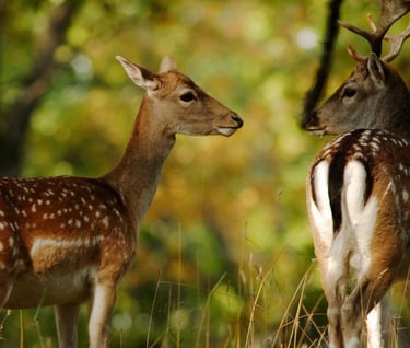 Two fallow deer