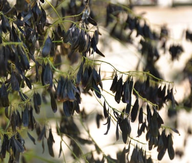 woad seeds
