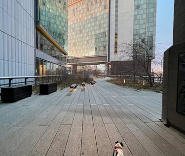 Quiet Sunrise on the High Line NYC