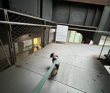 Curiosity on the High Line