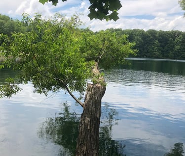 Lone Tree Hanging over Nelson's Ledge