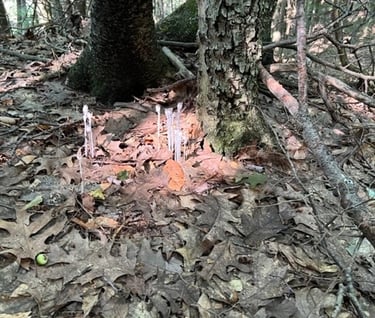 Wild Mushrooms of the Catskills