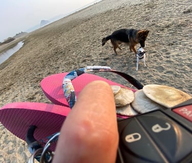 We even allow dogs and people to walk free on the Pacific