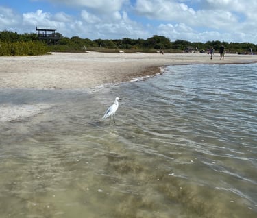 Herons on Tiger Tale Beach