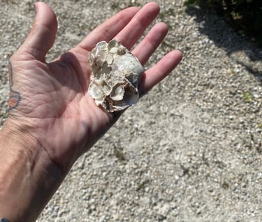 Barnacles on a shell just mean you've grown