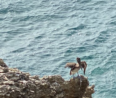 Pelican at Cabo Rojo