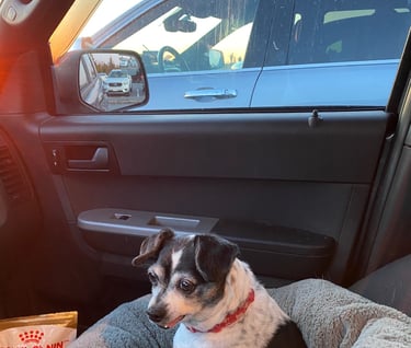 Gigi on the summit of Cadillac Summit Acadia National Park