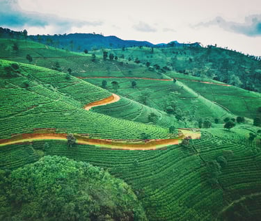 a green hillside with a winding path and tea plantation in Sri Lanka