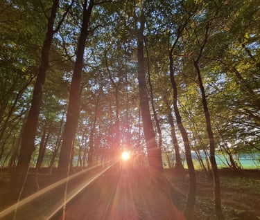 Soleil dans les arbres