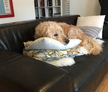 cassie the golden doodle on couch