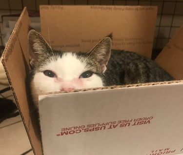 cat in a box
