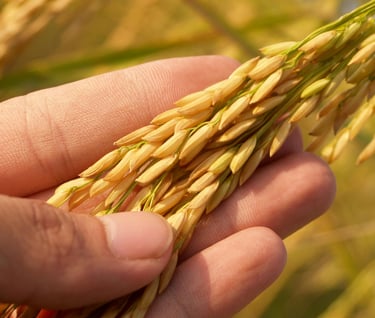 basmati rice crops skbr export 