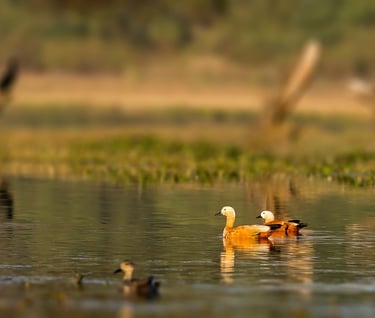   Bharatpur  tour packages