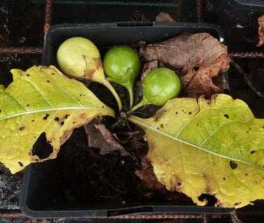 ripe fruits on plat