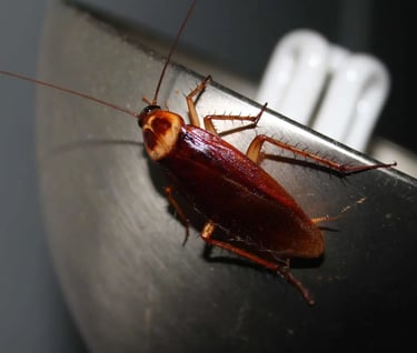 comment se débarasser des cafards, désinsectiseur montélimar, tarif désinsectiseur montélimar, drôme