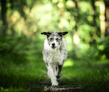 Chien qui court en liberté avec Viens Balader mon chien