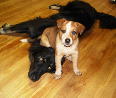 Image of dogs.