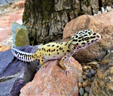 leopard gecko