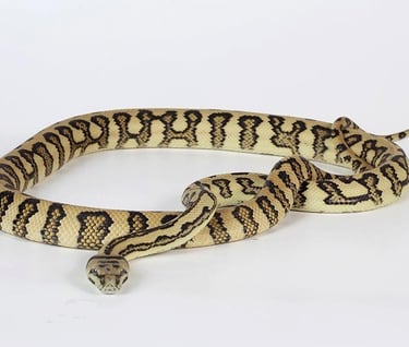 jungle jaguar carpet python