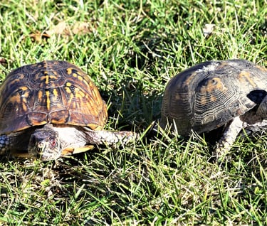 two box turtles