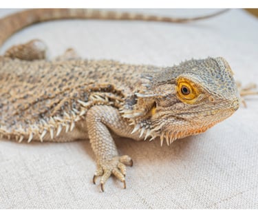 bearded dragon